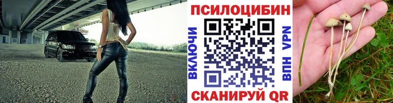 дарнет шоп  Сольцы  Псилоцибиновые грибы Psilocybe 